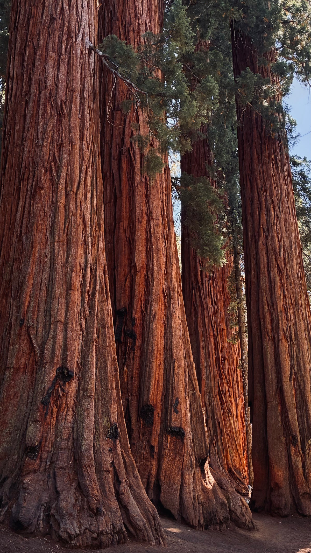 SEQUOIA
